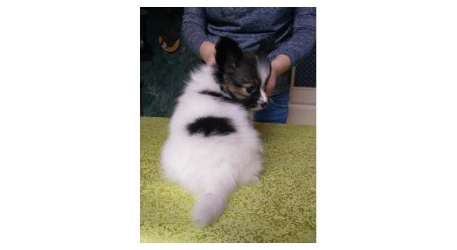 Щенки папийона (папильона) в питомнике Бон Плезир Щенки папийона (папильона) в питомнике Бон Плезир