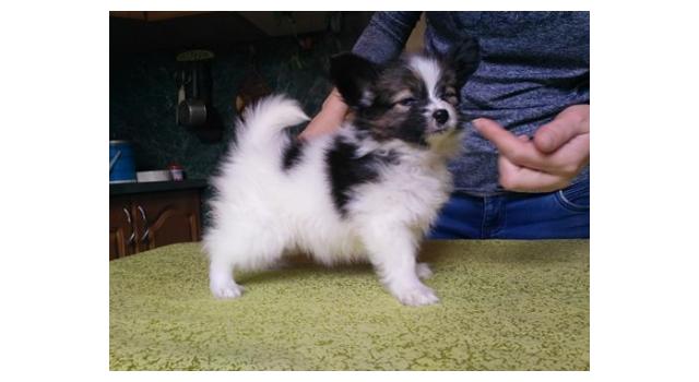 Щенки папийона (папильона) в питомнике Бон Плезир Щенки папийона (папильона) в питомнике Бон Плезир