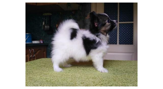 Щенки папийона (папильона) в питомнике Бон Плезир Щенки папийона (папильона) в питомнике Бон Плезир