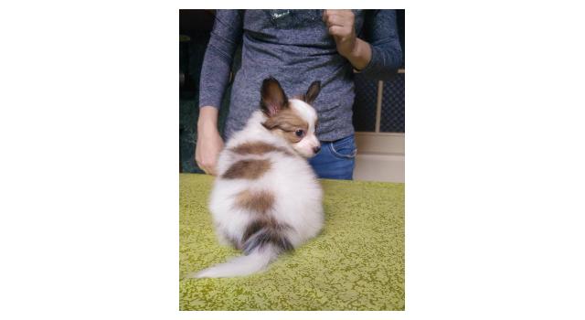 Щенки папийона (папильона) в питомнике Бон Плезир Щенки папийона (папильона) в питомнике Бон Плезир