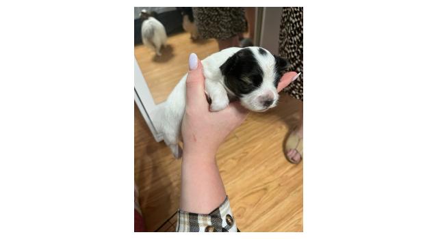 Щенки папийона (папильона) в питомнике Бон Плезир Щенки папийона (папильона) в питомнике Бон Плезир