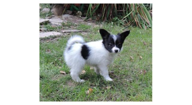 Puppies of papillon in Bon Plaisir Kennel Puppies of papillon in Bon Plaisir Kennel