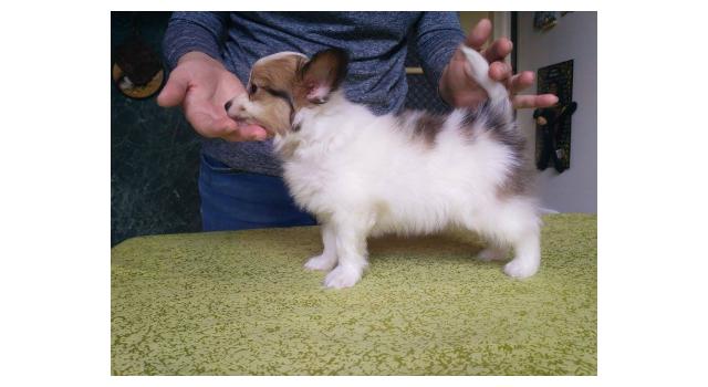 Щенки папийона (папильона) в питомнике Бон Плезир Щенки папийона (папильона) в питомнике Бон Плезир