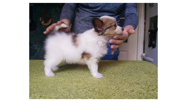 Щенки папийона (папильона) в питомнике Бон Плезир Щенки папийона (папильона) в питомнике Бон Плезир