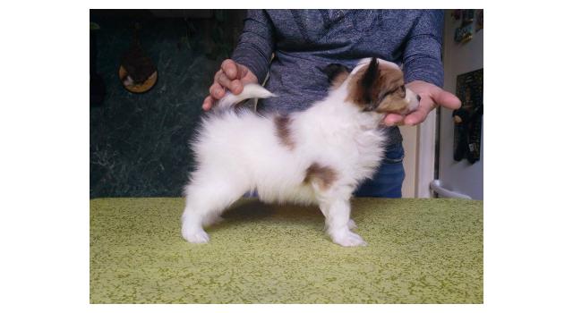 Щенки папийона (папильона) в питомнике Бон Плезир Щенки папийона (папильона) в питомнике Бон Плезир