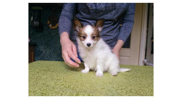 Щенки папийона (папильона) в питомнике Бон Плезир Щенки папийона (папильона) в питомнике Бон Плезир