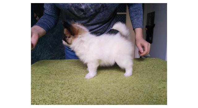 Щенки папийона (папильона) в питомнике Бон Плезир Щенки папийона (папильона) в питомнике Бон Плезир