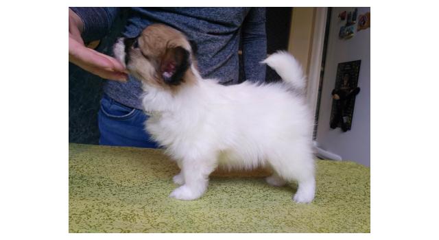 Щенки папийона (папильона) в питомнике Бон Плезир Щенки папийона (папильона) в питомнике Бон Плезир