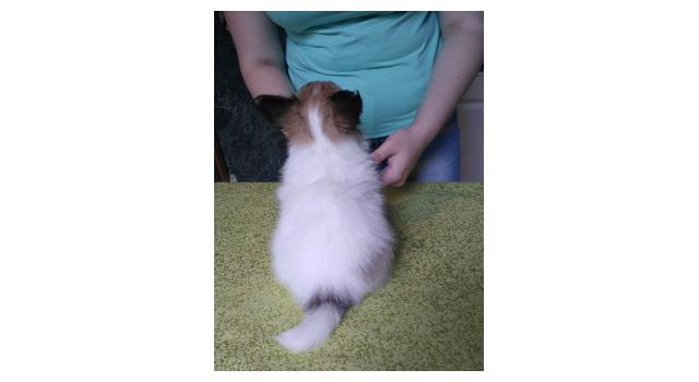 Щенки папийона (папильона) в питомнике Бон Плезир Щенки папийона (папильона) в питомнике Бон Плезир