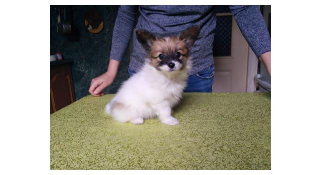 Щенки папийона (папильона) в питомнике Бон Плезир Щенки папийона (папильона) в питомнике Бон Плезир