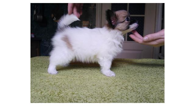 Щенки папийона (папильона) в питомнике Бон Плезир Щенки папийона (папильона) в питомнике Бон Плезир