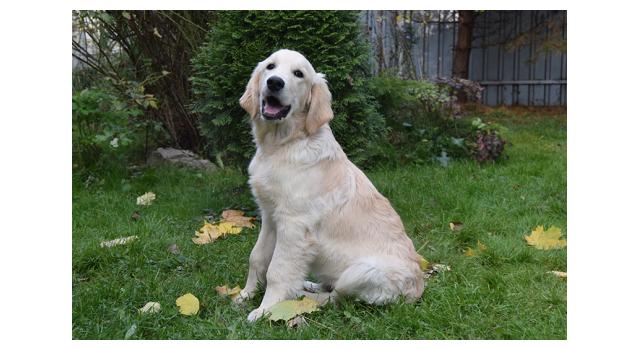 Щенки папийона (папильона) в питомнике Бон Плезир Щенки папийона (папильона) в питомнике Бон Плезир