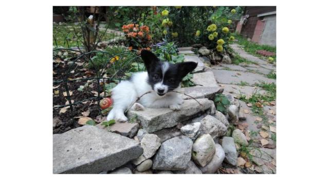 Puppies of papillon in Bon Plaisir Kennel Puppies of papillon in Bon Plaisir Kennel