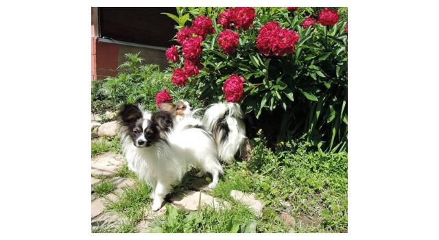 Щенки папийона (папильона) в питомнике Бон Плезир Щенки папийона (папильона) в питомнике Бон Плезир