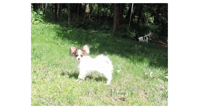 Щенки папийона (папильона) в питомнике Бон Плезир Щенки папийона (папильона) в питомнике Бон Плезир
