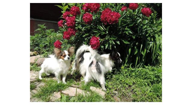 Щенки папийона (папильона) в питомнике Бон Плезир Щенки папийона (папильона) в питомнике Бон Плезир