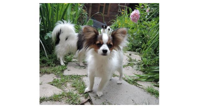 Щенки папийона (папильона) в питомнике Бон Плезир Щенки папийона (папильона) в питомнике Бон Плезир