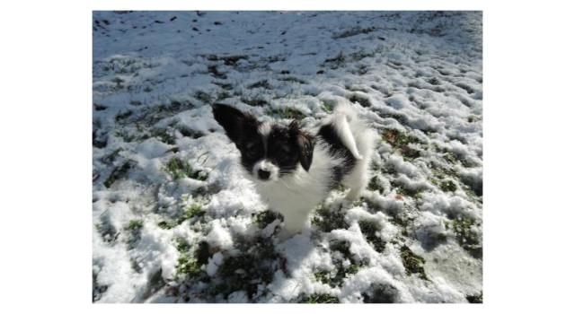 Puppies of papillon in Bon Plaisir Kennel Puppies of papillon in Bon Plaisir Kennel