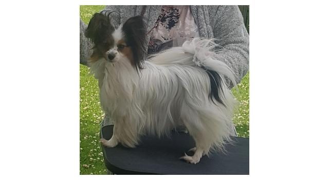 Щенки папийона (папильона) в питомнике Бон Плезир Щенки папийона (папильона) в питомнике Бон Плезир