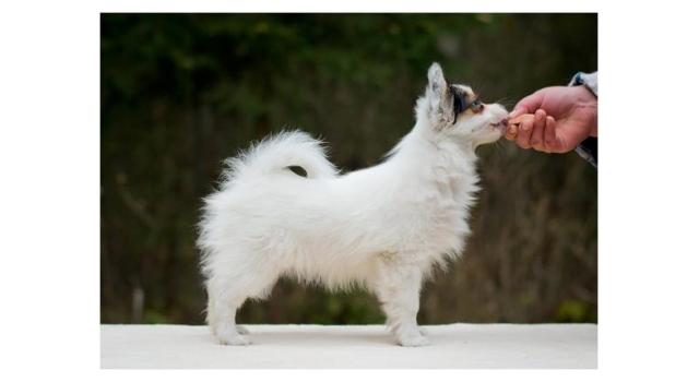 Puppies of papillon in Bon Plaisir Kennel Puppies of papillon in Bon Plaisir Kennel