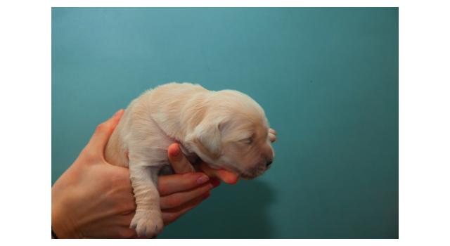Щенки папийона (папильона) в питомнике Бон Плезир Щенки папийона (папильона) в питомнике Бон Плезир