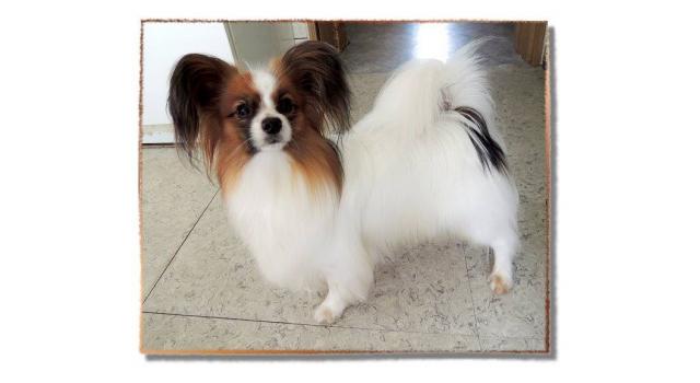 Щенки папийона (папильона) в питомнике Бон Плезир Щенки папийона (папильона) в питомнике Бон Плезир