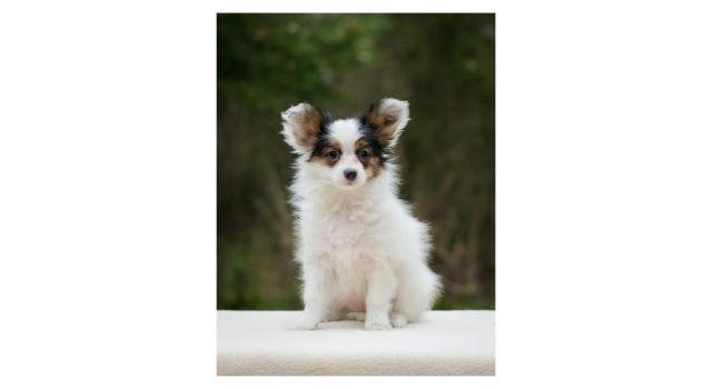 Puppies of papillon in Bon Plaisir Kennel Puppies of papillon in Bon Plaisir Kennel