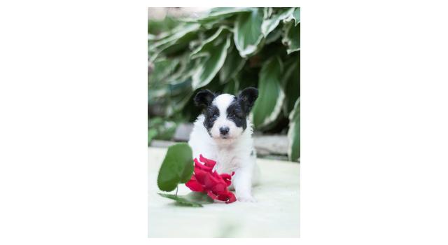 Щенки папийона (папильона) в питомнике Бон Плезир Щенки папийона (папильона) в питомнике Бон Плезир