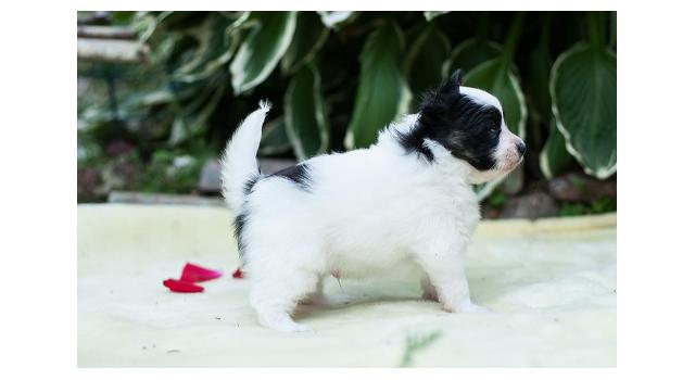 Щенки папийона (папильона) в питомнике Бон Плезир Щенки папийона (папильона) в питомнике Бон Плезир