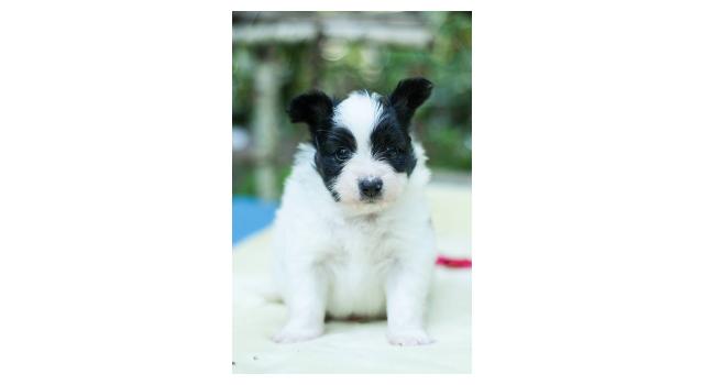 Щенки папийона (папильона) в питомнике Бон Плезир Щенки папийона (папильона) в питомнике Бон Плезир