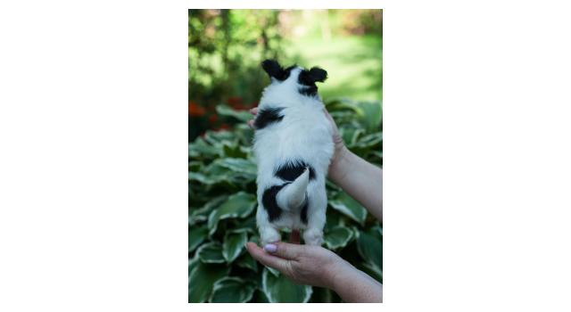 Щенки папийона (папильона) в питомнике Бон Плезир Щенки папийона (папильона) в питомнике Бон Плезир