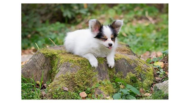 Puppies of papillon in Bon Plaisir Kennel Puppies of papillon in Bon Plaisir Kennel