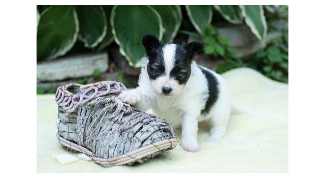 Щенки папийона (папильона) в питомнике Бон Плезир Щенки папийона (папильона) в питомнике Бон Плезир