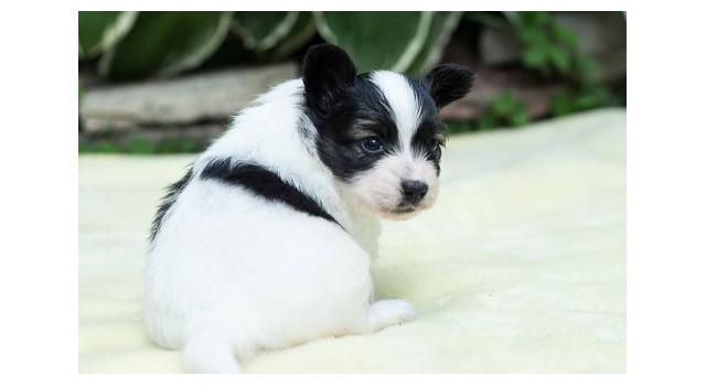 Щенки папийона (папильона) в питомнике Бон Плезир Щенки папийона (папильона) в питомнике Бон Плезир