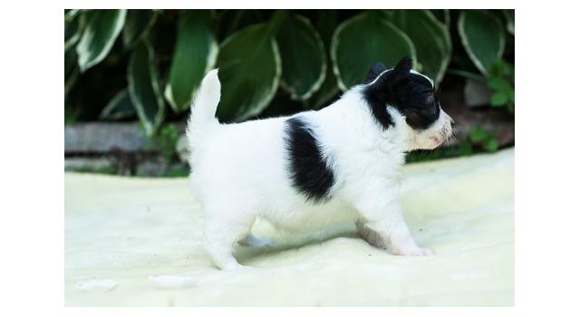 Щенки папийона (папильона) в питомнике Бон Плезир Щенки папийона (папильона) в питомнике Бон Плезир