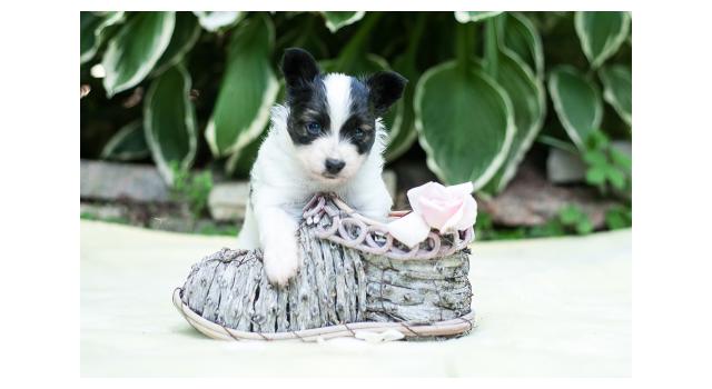 Щенки папийона (папильона) в питомнике Бон Плезир Щенки папийона (папильона) в питомнике Бон Плезир