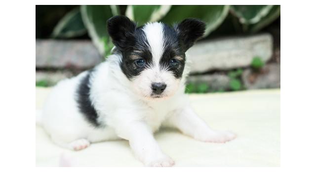 Щенки папийона (папильона) в питомнике Бон Плезир Щенки папийона (папильона) в питомнике Бон Плезир
