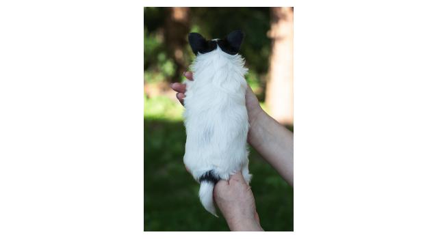 Щенки папийона (папильона) в питомнике Бон Плезир Щенки папийона (папильона) в питомнике Бон Плезир