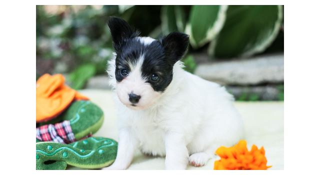 Щенки папийона (папильона) в питомнике Бон Плезир Щенки папийона (папильона) в питомнике Бон Плезир