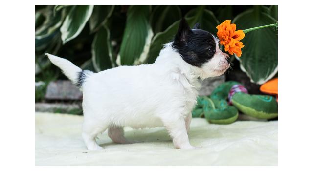 Щенки папийона (папильона) в питомнике Бон Плезир Щенки папийона (папильона) в питомнике Бон Плезир