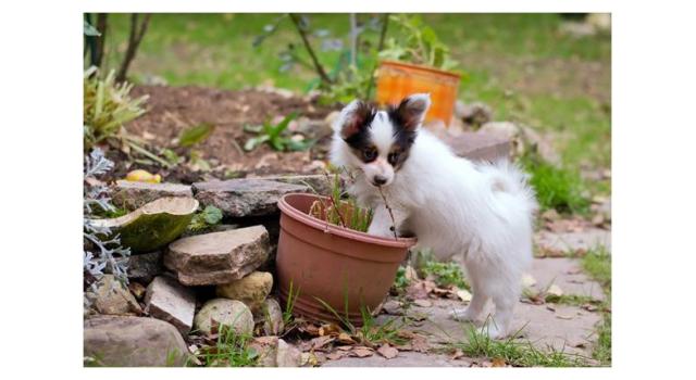 Puppies of papillon in Bon Plaisir Kennel Puppies of papillon in Bon Plaisir Kennel