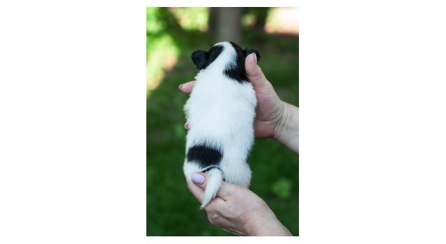 Щенки папийона (папильона) в питомнике Бон Плезир Щенки папийона (папильона) в питомнике Бон Плезир