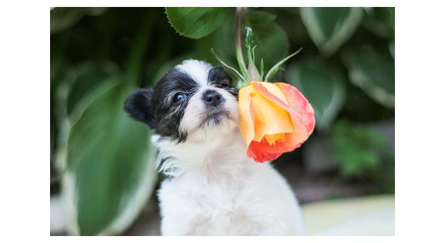 Щенки папийона (папильона) в питомнике Бон Плезир Щенки папийона (папильона) в питомнике Бон Плезир