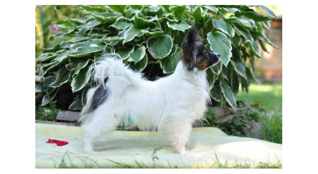 Щенки папийона (папильона) в питомнике Бон Плезир Щенки папийона (папильона) в питомнике Бон Плезир