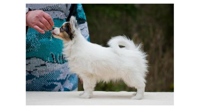 Puppies of papillon in Bon Plaisir Kennel Puppies of papillon in Bon Plaisir Kennel