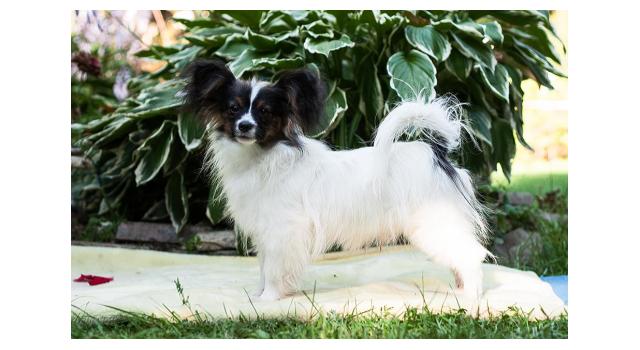 Щенки папийона (папильона) в питомнике Бон Плезир Щенки папийона (папильона) в питомнике Бон Плезир
