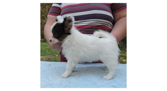 Puppies of papillon in Bon Plaisir Kennel Puppies of papillon in Bon Plaisir Kennel