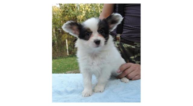 Puppies of papillon in Bon Plaisir Kennel Puppies of papillon in Bon Plaisir Kennel