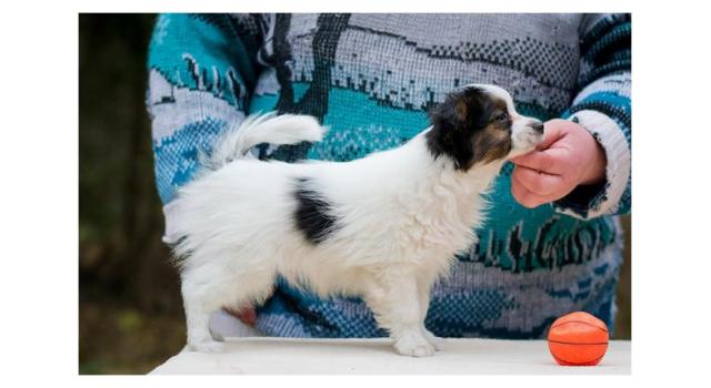 Puppies of papillon in Bon Plaisir Kennel Puppies of papillon in Bon Plaisir Kennel