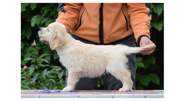 Щенки папийона (папильона) в питомнике Бон Плезир Щенки папийона (папильона) в питомнике Бон Плезир